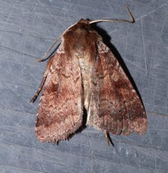 Lycophotia phyllophora by (c) Laura Gaudette, some rights reserved (CC BY), uploaded by Laura Gaudette. Used under a CC-BY license.