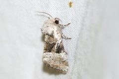Meropleon ambifusca by (c) Owen Strickland, some rights reserved (CC BY), uploaded by Owen Strickland. Used under a CC-BY license.