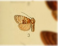Neoligia semicana by no rights reserved, uploaded by Andreas Manz. Used under a CC0 license.