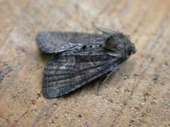 Oligia latruncula by (c) Donald Hobern, some rights reserved (CC BY). Used under a CC-BY license.