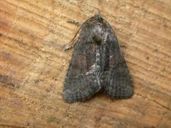 Oligia latruncula by (c) Donald Hobern, some rights reserved (CC BY). Used under a CC-BY license.