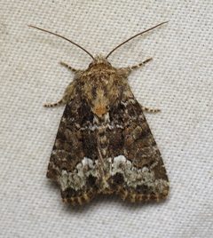 Oligia strigilis by (c) Nick Block, some rights reserved (CC BY), uploaded by Nick Block. Used under a CC-BY license.
