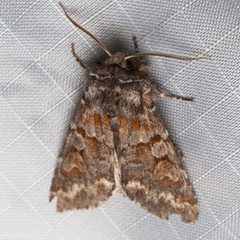 Egira baueri by (c) Ken-ichi Ueda, some rights reserved (CC BY), uploaded by Ken-ichi Ueda. Used under a CC-BY license.
