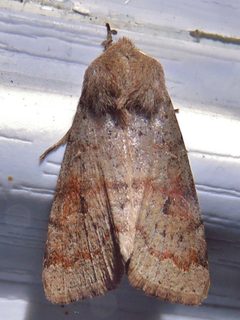 Orthosia alurina by (c) Annika Lindqvist, some rights reserved (CC BY), uploaded by Annika Lindqvist. Used under a CC-BY license.