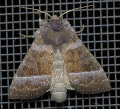 Papaipema eupatorii by (c) Nick Block, some rights reserved (CC BY), uploaded by Nick Block. Used under a CC-BY license.