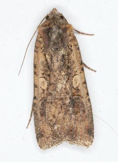 Peridroma saucia by no rights reserved, uploaded by Allan Harris. Used under a CC0 license.