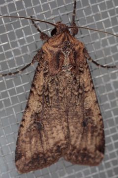 Peridroma saucia by (c) Victor Engel, some rights reserved (CC BY), uploaded by Victor Engel. Used under a CC-BY license.