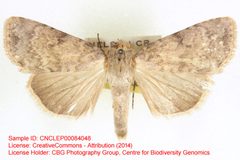 Pronoctua pyrophiloides by no rights reserved, uploaded by Andreas Manz. Used under a CC0 license.