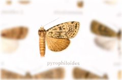 Pronoctua pyrophiloides by no rights reserved, uploaded by Andreas Manz. Used under a CC0 license.