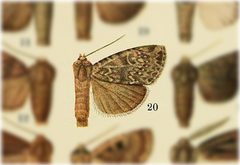 Pronoctua pyrophiloides by no rights reserved, uploaded by Andreas Manz. Used under a CC0 license.