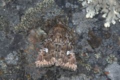 Properigea albimacula by (c) Doug Macaulay, some rights reserved (CC BY), uploaded by Doug Macaulay. Used under a CC-BY license.