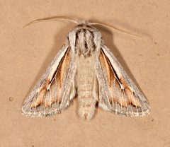 Protogygia pectinata by (c) Laura Gaudette, some rights reserved (CC BY), uploaded by Laura Gaudette. Used under a CC-BY license.