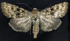 Sympistis acheron by (c) Doug Macaulay, some rights reserved (CC BY), uploaded by Doug Macaulay. Used under a CC-BY license.