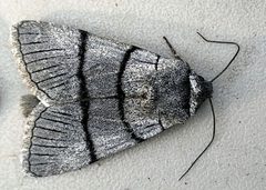 Sympistis barnesii by (c) Doug Macaulay, some rights reserved (CC BY), uploaded by Doug Macaulay. Used under a CC-BY license.