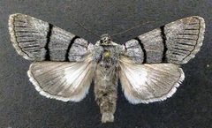 Sympistis barnesii by (c) Doug Macaulay, some rights reserved (CC BY), uploaded by Doug Macaulay. Used under a CC-BY license.