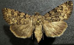 Sympistis glennyi by (c) Doug Macaulay, some rights reserved (CC BY), uploaded by Doug Macaulay. Used under a CC-BY license.