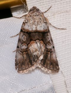 Sympistis pernotata by (c) Laura Gaudette, some rights reserved (CC BY), uploaded by Laura Gaudette. Used under a CC-BY license.