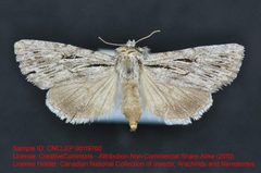 Sympistis utahensis by no rights reserved, uploaded by Andreas Manz. Used under a CC0 license.