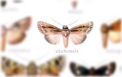 Sympistis utahensis by no rights reserved, uploaded by Andreas Manz. Used under a CC0 license.