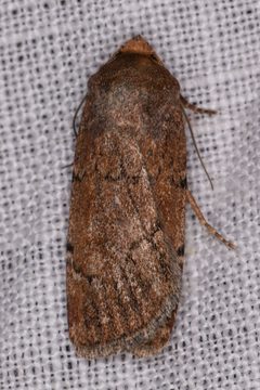Tesagrotis atrifrons by (c) Trevor Van Loon, some rights reserved (CC BY), uploaded by Trevor Van Loon. Used under a CC-BY license.