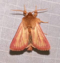 Nephelodes carminata by (c) Laura Gaudette, some rights reserved (CC BY), uploaded by Laura Gaudette. Used under a CC-BY license.