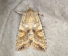 Lithophane innominata by (c) Alan Macnaughton, some rights reserved (CC BY), uploaded by Alan Macnaughton. Used under a CC-BY license.