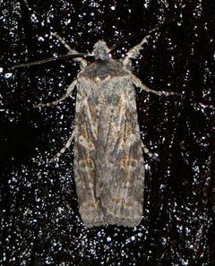 Lithophane laticinerea by (c) Susan Blayney, some rights reserved (CC BY), uploaded by Susan Blayney. Used under a CC-BY license.