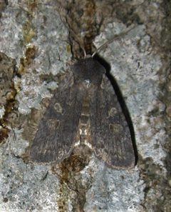 Lithophane laticinerea by no rights reserved, uploaded by Matt Kenne. Used under a CC0 license.