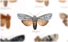 Lithophane longior by no rights reserved, uploaded by Andreas Manz. Used under a CC0 license.
