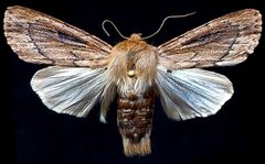 Ufeus plicatus by (c) Doug Macaulay, some rights reserved (CC BY), uploaded by Doug Macaulay. Used under a CC-BY license.