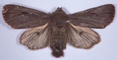 Ufeus satyricus sagittarius by (c) Don Loarie, some rights reserved (CC BY), uploaded by Don Loarie. Used under a CC-BY license.
