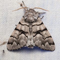 Panthea furcilla by (c) Ken-ichi Ueda, some rights reserved (CC BY), uploaded by Ken-ichi Ueda. Used under a CC-BY license.