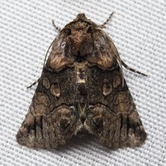 Abrostola microvalis by (c) Ken-ichi Ueda, some rights reserved (CC BY), uploaded by Ken-ichi Ueda. Used under a CC-BY license.