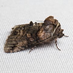 Abrostola microvalis by (c) Ken-ichi Ueda, some rights reserved (CC BY), uploaded by Ken-ichi Ueda. Used under a CC-BY license.