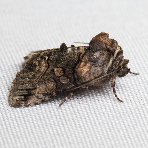 Abrostola microvalis by (c) Ken-ichi Ueda, some rights reserved (CC BY), uploaded by Ken-ichi Ueda. Used under a CC-BY license.