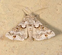 Euchalcia albavitta by (c) Laura Gaudette, some rights reserved (CC BY), uploaded by Laura Gaudette. Used under a CC-BY license.