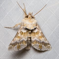 Euchalcia albavitta by (c) Ken-ichi Ueda, some rights reserved (CC BY), uploaded by Ken-ichi Ueda. Used under a CC-BY license.