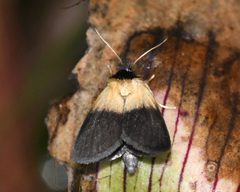 Exyra semicrocea by (c) Roger Rittmaster, some rights reserved (CC BY), uploaded by Roger Rittmaster. Used under a CC-BY license.