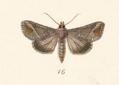 Notioplusia illustrata by no rights reserved, uploaded by Andreas Manz. Used under a CC0 license.