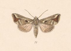 Notioplusia illustrata by no rights reserved, uploaded by Andreas Manz. Used under a CC0 license.