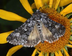 Syngrapha angulidens by (c) Don Loarie, some rights reserved (CC BY), uploaded by Don Loarie. Used under a CC-BY license.