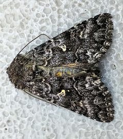 Syngrapha angulidens by (c) Doug Macaulay, some rights reserved (CC BY), uploaded by Doug Macaulay. Used under a CC-BY license.