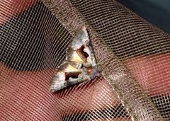Syngrapha diasema by (c) Doug Macaulay, some rights reserved (CC BY), uploaded by Doug Macaulay. Used under a CC-BY license.