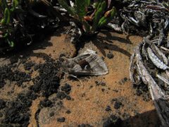 Syngrapha parilis by (c) Doug Macaulay, some rights reserved (CC BY), uploaded by Doug Macaulay. Used under a CC-BY license.