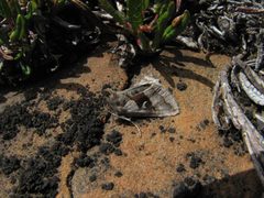 Syngrapha parilis by (c) Doug Macaulay, some rights reserved (CC BY), uploaded by Doug Macaulay. Used under a CC-BY license.