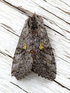 Syngrapha viridisigma by no rights reserved, uploaded by Nancy Mullin. Used under a CC0 license.