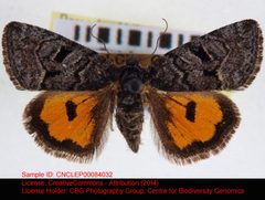 Annaphila pustulata by no rights reserved, uploaded by Andreas Manz. Used under a CC0 license.