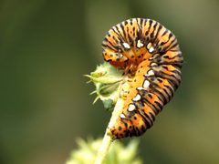 Basilodes pepita by (c) Katja Schulz, some rights reserved (CC BY). Used under a CC-BY license.