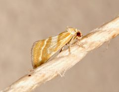 Lineostriastiria hutsoni by (c) Laura Gaudette, some rights reserved (CC BY), uploaded by Laura Gaudette. Used under a CC-BY license.