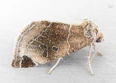Plagiomimicus curiosum by (c) jimeckert49, some rights reserved (CC BY). Used under a CC-BY license.